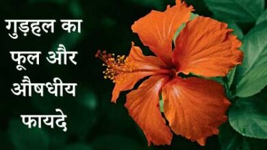 गुड़हल का फूल फायदे