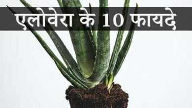 एलोवेरा के फायदे