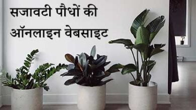 सजावटी पौधों की ऑनलाइन वेबसाइट